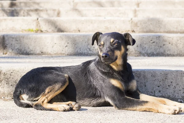 Svart blanda rasen hund liggande på trappan — Stockfoto