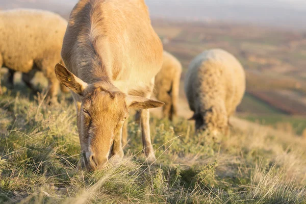 Sheep grazing in the field with others in background facing the — Stock Photo, Image