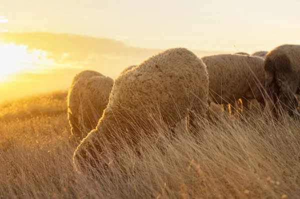 Sheep grazing in the field enjoying last minutes of sunshine — Stock Photo, Image