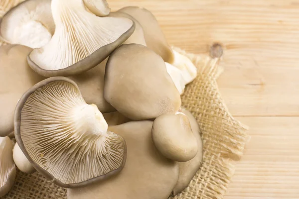 Un mucchio di funghi ostrica — Foto Stock