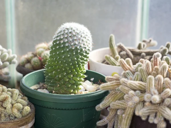 Cactus verde en una maceta — Foto de Stock