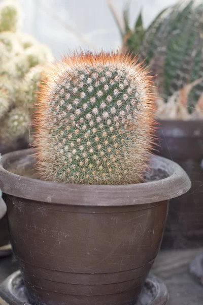 Cactus verde en una maceta — Foto de Stock