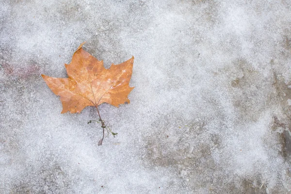 Folhas de outono deitado no gelo — Fotografia de Stock