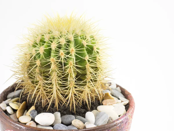 Interesante cactus en una olla de cerca — Foto de Stock