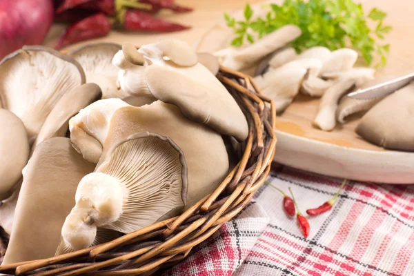 Bando de cogumelos de ostra — Fotografia de Stock