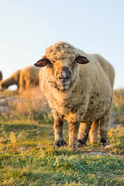 Happy sheep grazing in the field — Stock Photo, Image