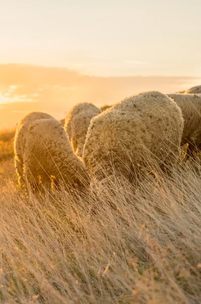 Sheep grazing in the field enjoying last minutes of sunshine — Stock Photo, Image