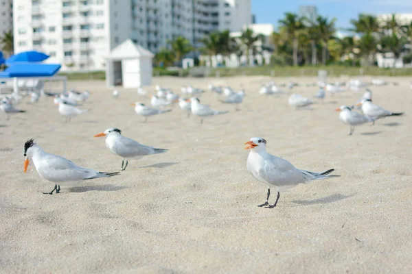 海岸にはカモメが群がっていて — ストック写真