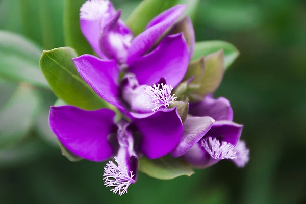 Jardin fleuri violet — Photo