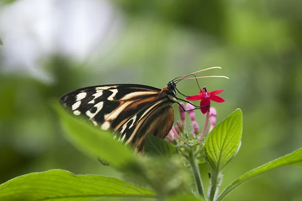 Schmetterling schlürft Nektar — Stockfoto