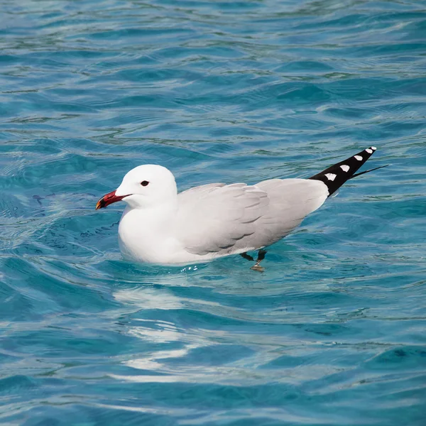 Gaviota — Fotografia de Stock