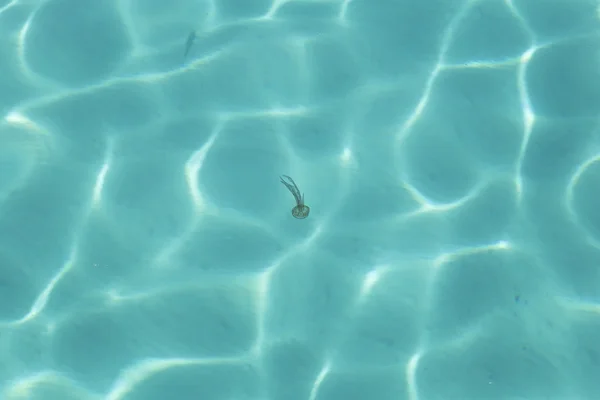 Medusa única em água azul-turquesa — Fotografia de Stock