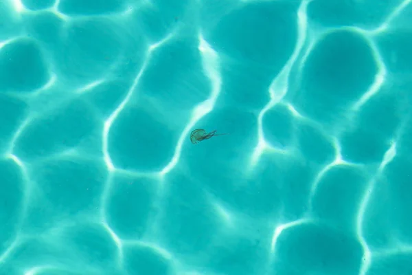 Medusa única em água azul-turquesa — Fotografia de Stock