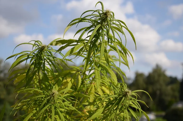 Marijuana bitkisi