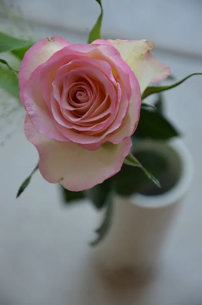 pembe Gül
