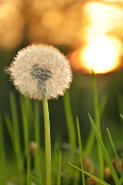 Karahindiba gün batımı sırasında 