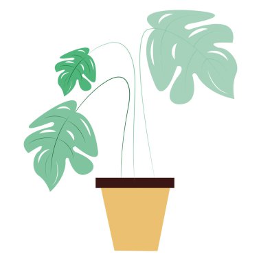 İzole saksı bitkisi