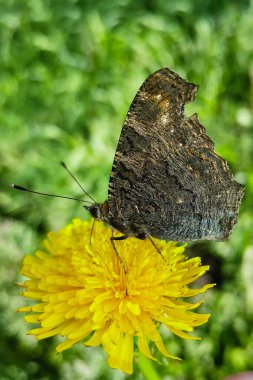 Bir kelebek bir çiçeğin nektarını içer. Sarı bir çiçekte kelebek, güneşli bir günde nektar içiyor..