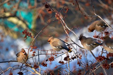 Bir kuş sürüsü. Bohem balmumu kanatları. Waxwings böğürtlen yiyor.