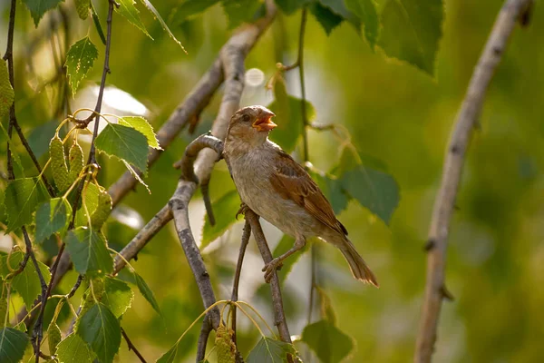 Gorrión Con Pico Abierto Pájaro Tiene Sed Día Caluroso Gorrión — Foto de Stock