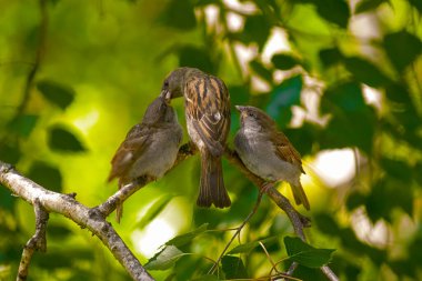 Bir serçe yavrularını besler. Aç serçe yavruları. Bakım ve aile kavramı.