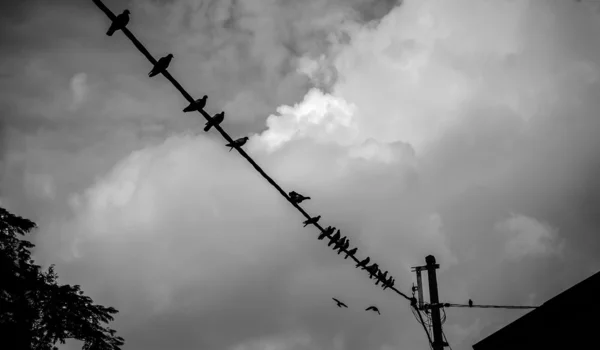 Zwerm van Pigeon op draad — Stockfoto
