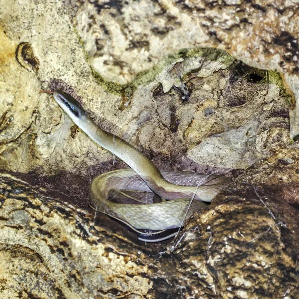 Cavernas afundadas — Fotografia de Stock