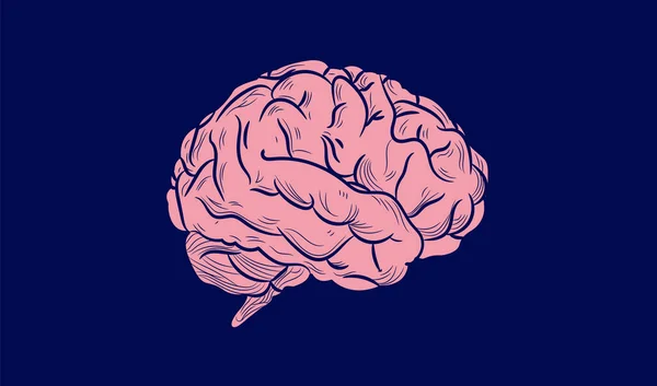 Hjärnikon Vektor Illustration Detaljerad Mänsklig Hjärna Isolerad Blå Bakgrund Begreppet — Stock vektor