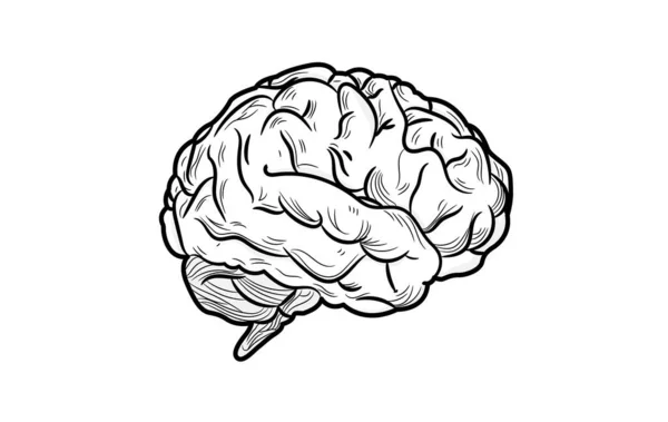 Människans Hjärna Klipp Konst Vektor Illustration Svart Och Vit Ikon — Stock vektor
