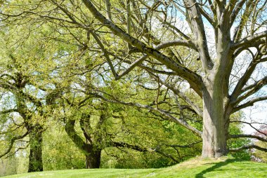 Bir park, Cambridge (Birleşik Krallık) erken baharda yemyeşil ağaçlar