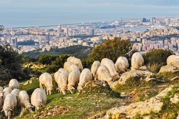 Schapen grazen op een heuvel — Stockfoto