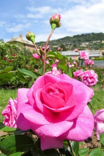 ジェノヴァのガーデンのバラ — ストック写真
