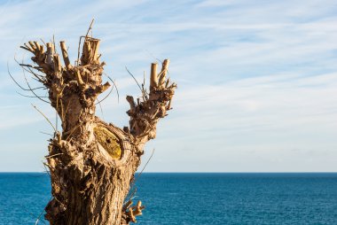 Çıplak bir ağacın gövde