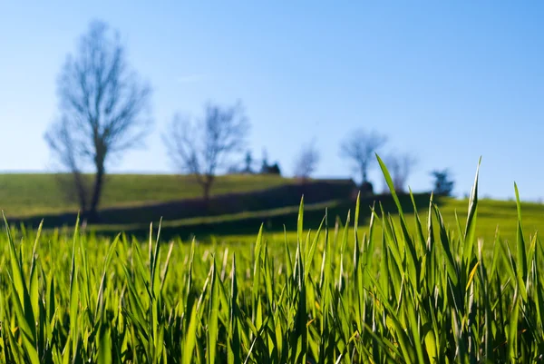 Hierba en un campo — Foto de Stock