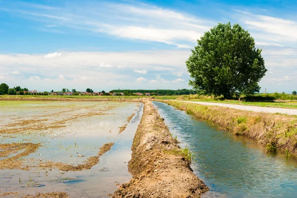 Campo de arroz inundado — Foto de Stock