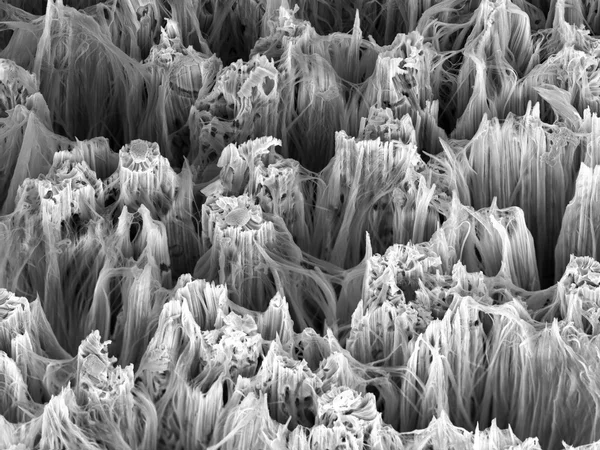 Bir elektron mikroskobu ile gözlenen silikon nanowires