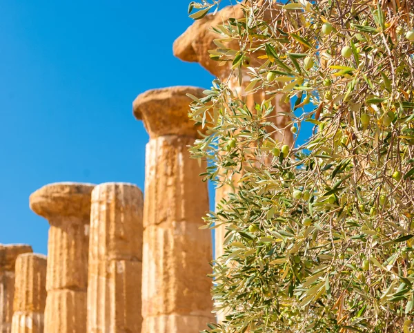Olivträd med kolumner i bakgrunden i dalen av tempel av Agrigento — Stockfoto