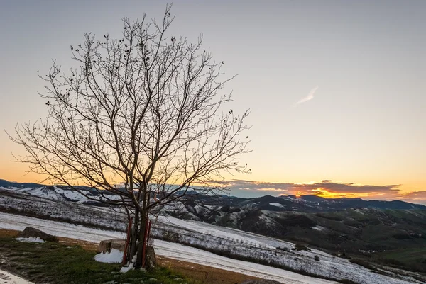 Arbre nu dans le "Oltrepo 'Pavese" au coucher du soleil — Photo