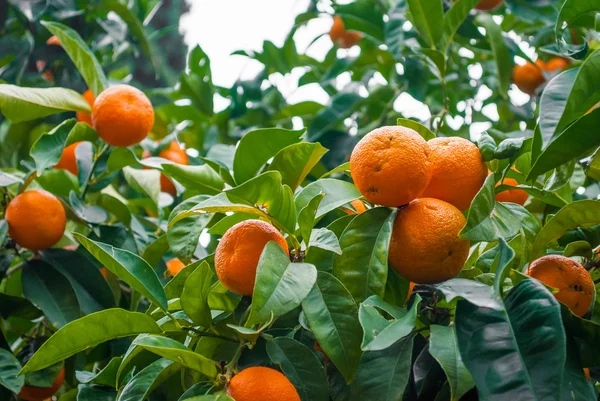 Las mandarinas anaranjadas en el árbol — Foto de Stock