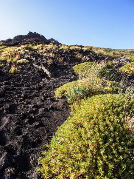 Vegetación endémica en el volcán Etna — Foto de Stock