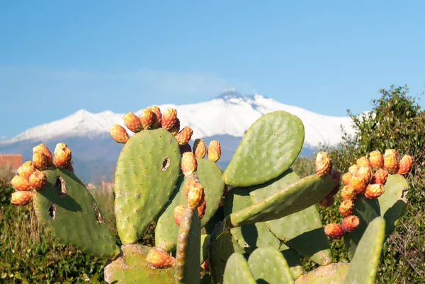 Planta de pera espinosa con frutas y volcán Etna cubierto de nieve en el fondo — Foto de Stock