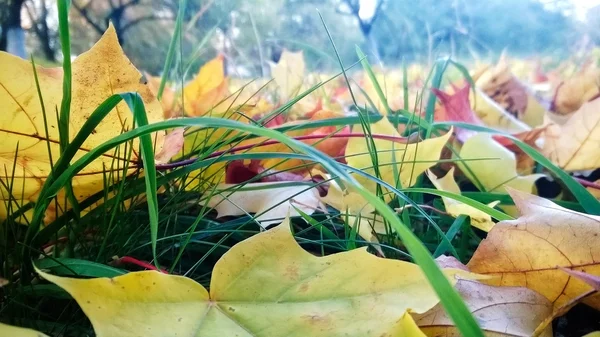 Hojas de otoño — Foto de Stock