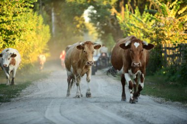 İnekler otlaktan eve dönüyorlar.