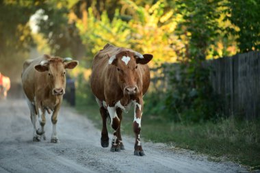 İnekler otlaktan eve dönüyorlar.