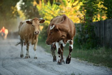 İnekler otlaktan eve dönüyorlar.