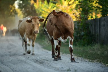 İnekler otlaktan eve dönüyorlar.