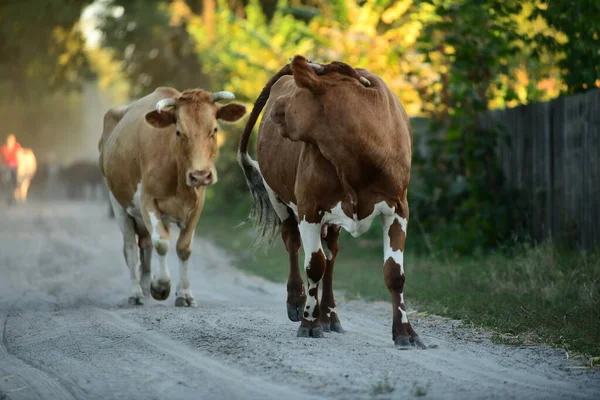 Krávy Vrací Domů Pastviny — Stock fotografie
