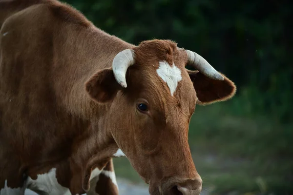 Nek Otlaktan Evine Döner — Stok fotoğraf