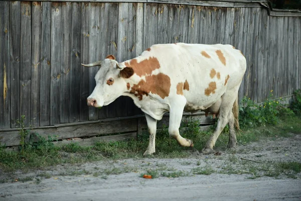 Kráva Vrací Domů Pastviny — Stock fotografie