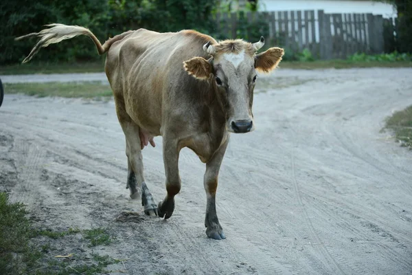 Vache Rentre Pâturage — Photo